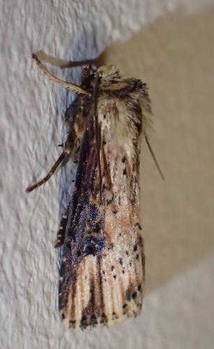 Réf. 244 267 : Axylia putris